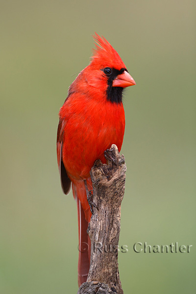 Northern Cardinal © Russ Chantler